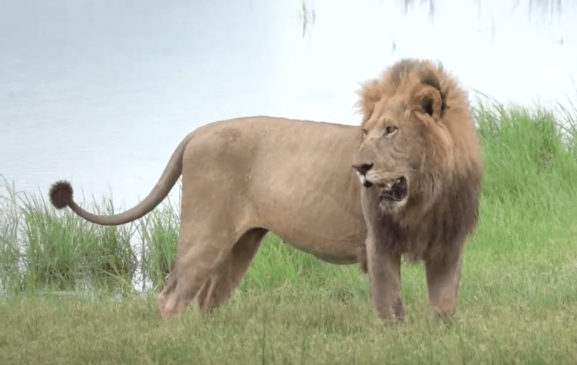 Screen Shot 2019-03-26 at 9.44.32 AM